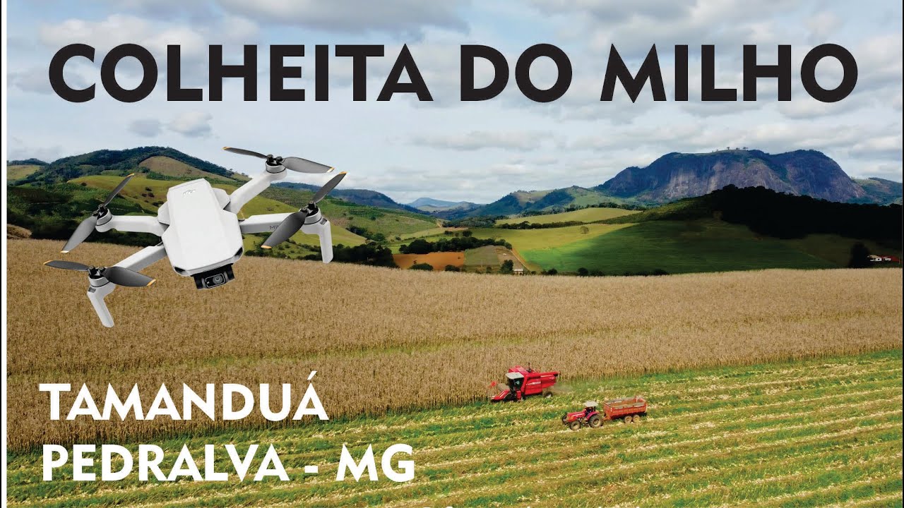 A Colheita do Milho – Tamanduá – 14/06/2025